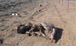 story image
