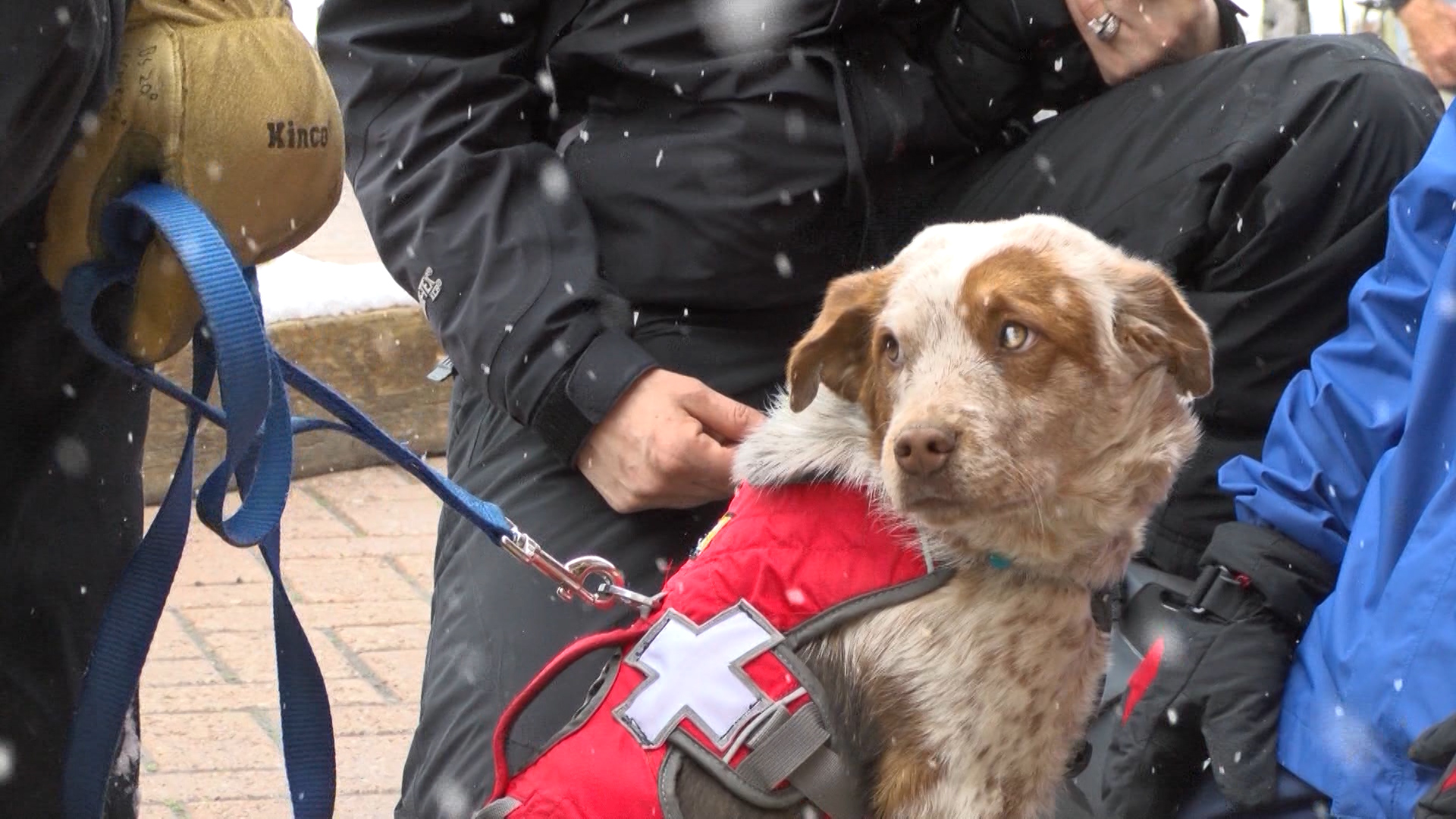 ksl dogs rescue ready to return the favor as avalanche ksl ksl dogs rescue ready to return the favor as avalanche ksl