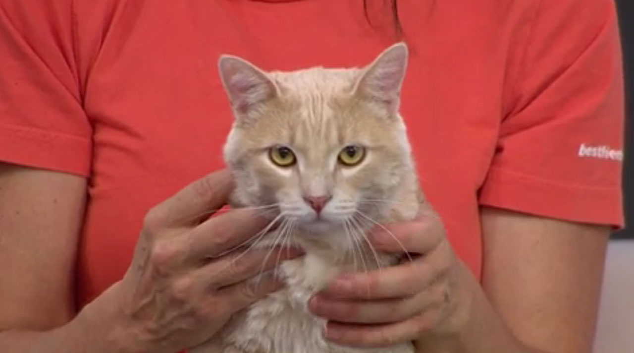 Pet of the Week the tabby cat