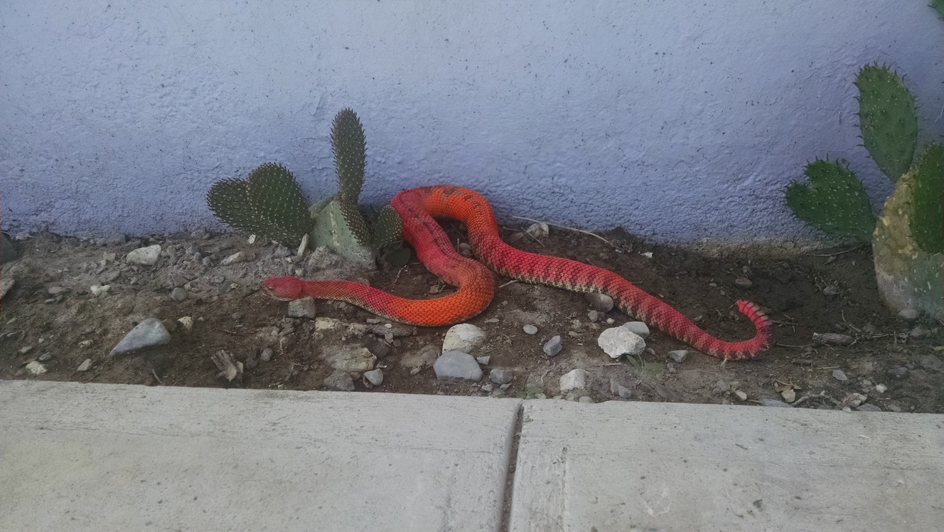 Pinkpainted rattlesnake rescued near University of Utah