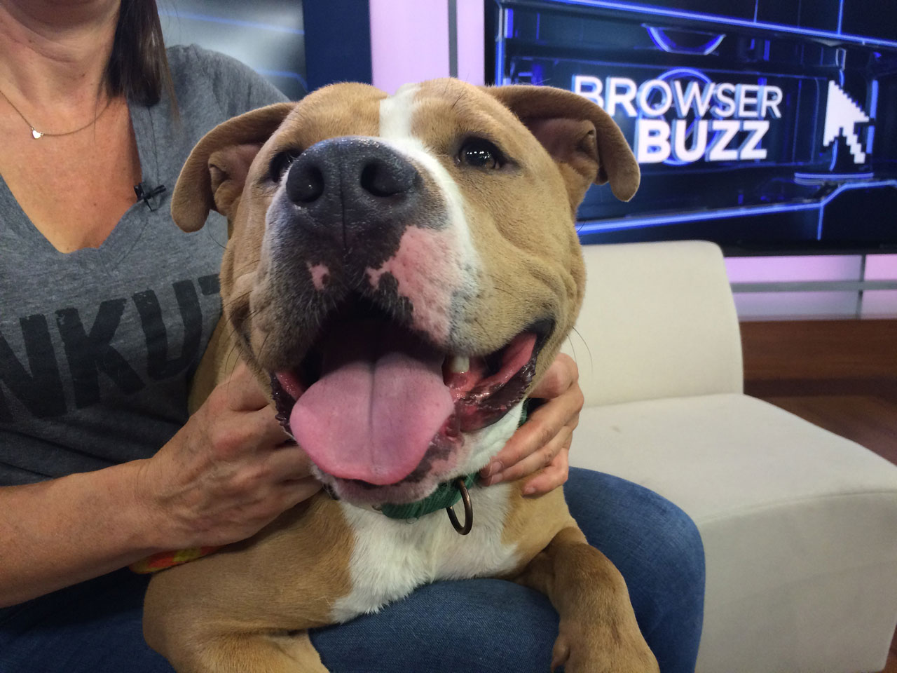 Dodge, a lovable pit bull mix, is pet of the week