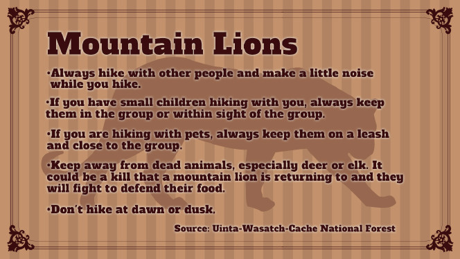 Where do mountain lions sleep?