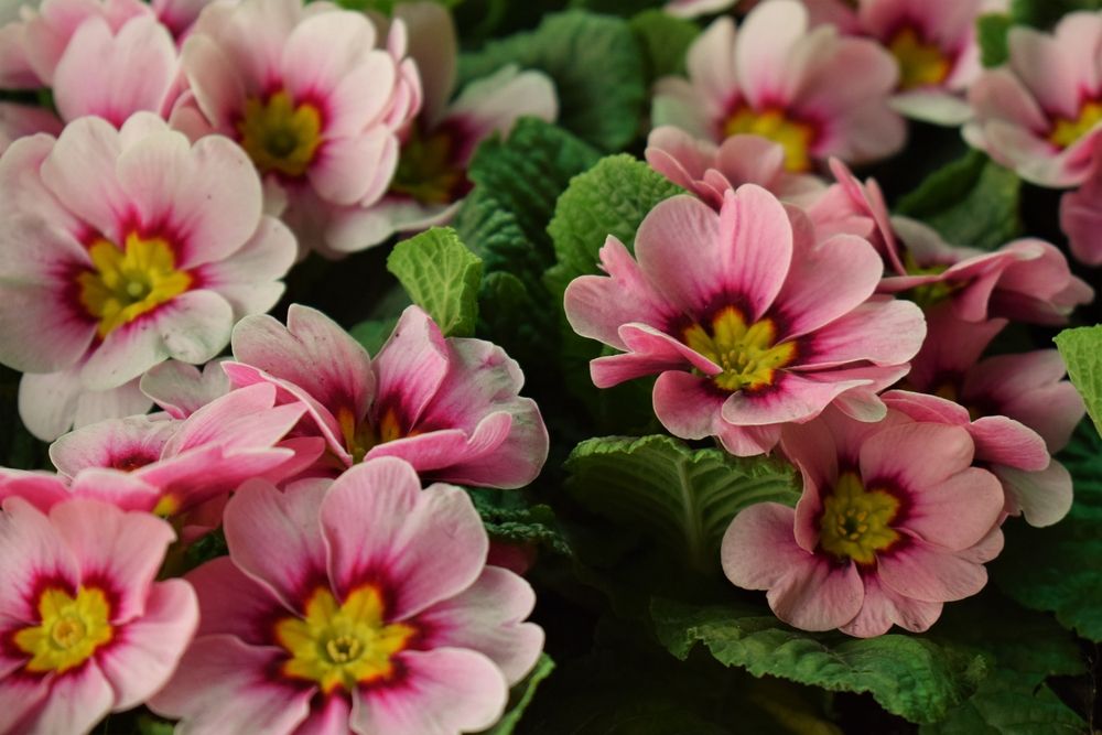 Studio 5 The Best Flowers to Plant Early