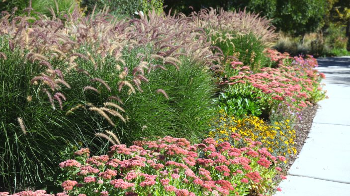 Karley_Rose_Grass.jpg