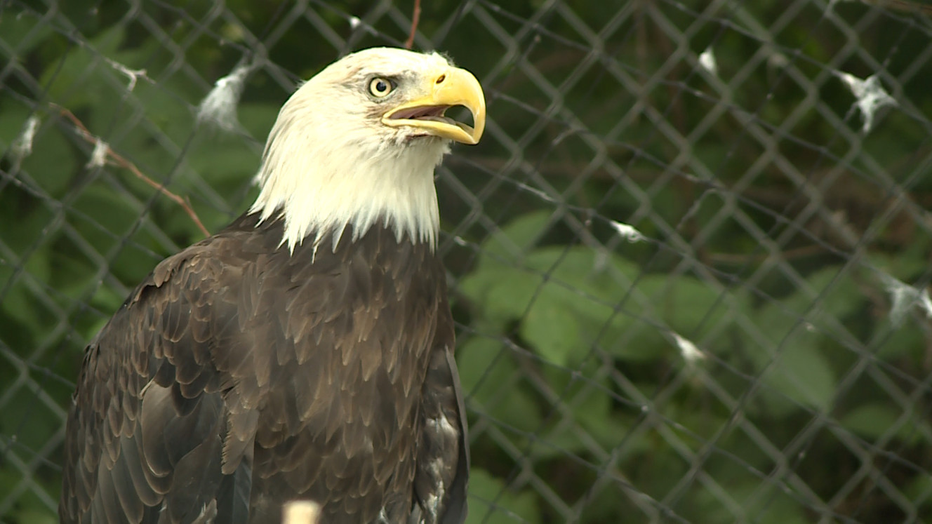 Logan's 'Zootah' on a quest to recruit new animals