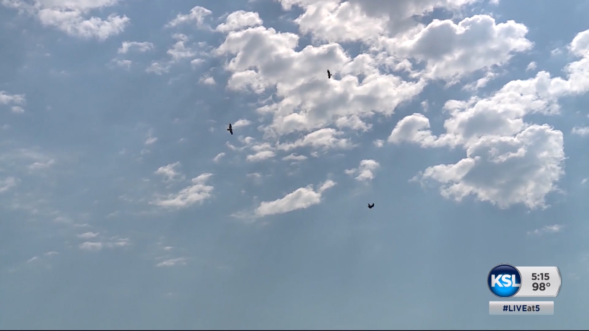 Syracuse residents 'dive-bombed' by hawks