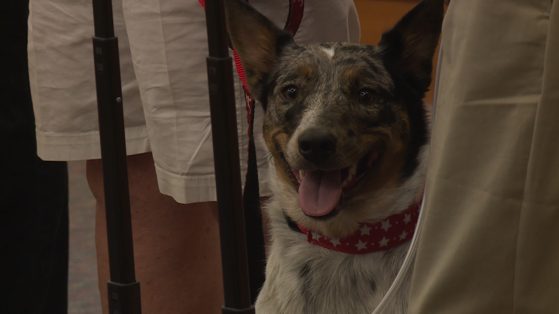 Heroic dog honored by Sandy City Council