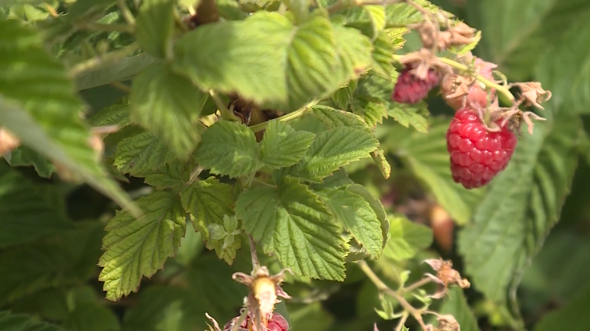 Warm spring helped bring strong Bear Lake berry crop