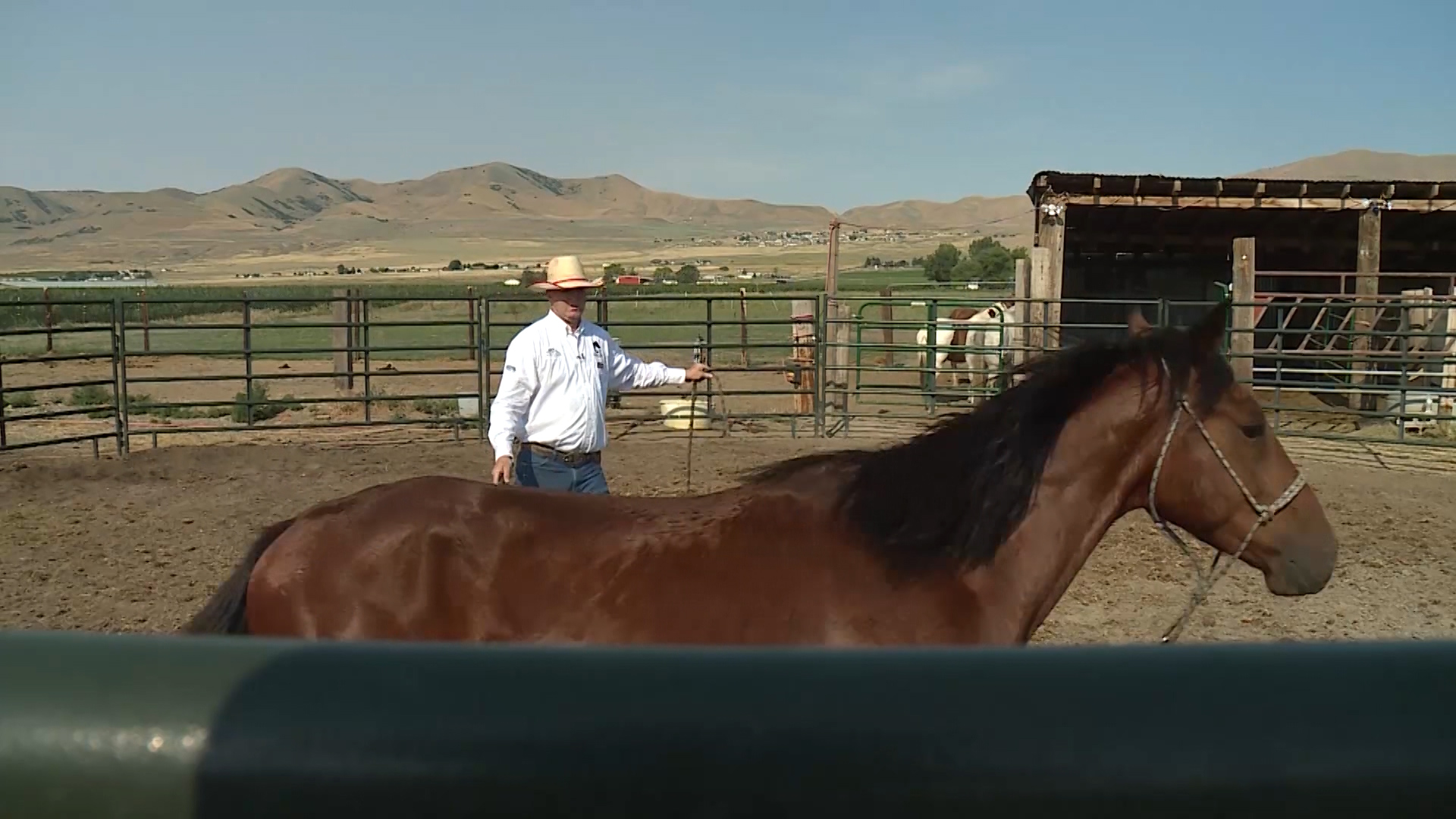 Bureau of Land Management program rescues, finds new homes for wild mustangs