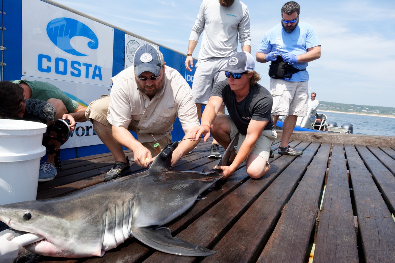 Utah-based shark organization traverses globe to raise ocean awareness