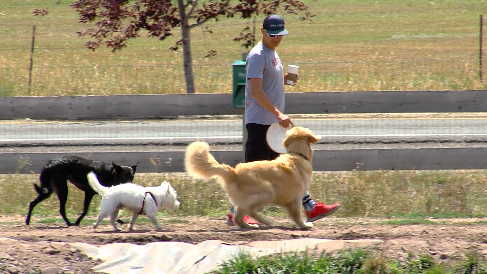 Pets can give you a new leash on life