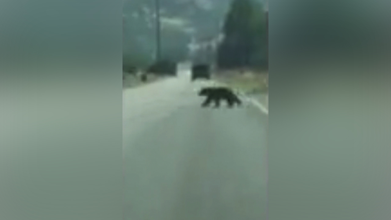 Changing seasons could be factor in recent bear sighting in Mapleton