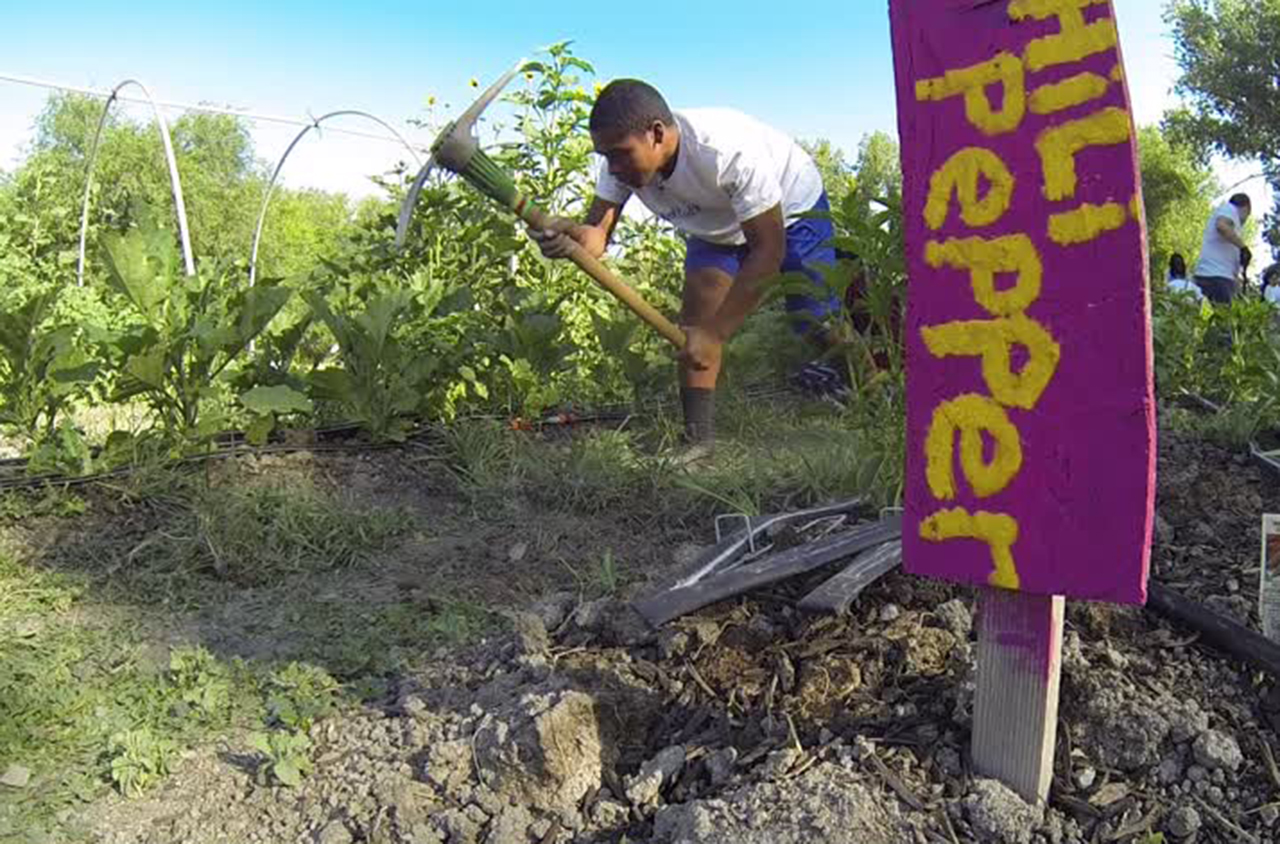'City' teens spend summer on farm, growing crops, learning life lessons