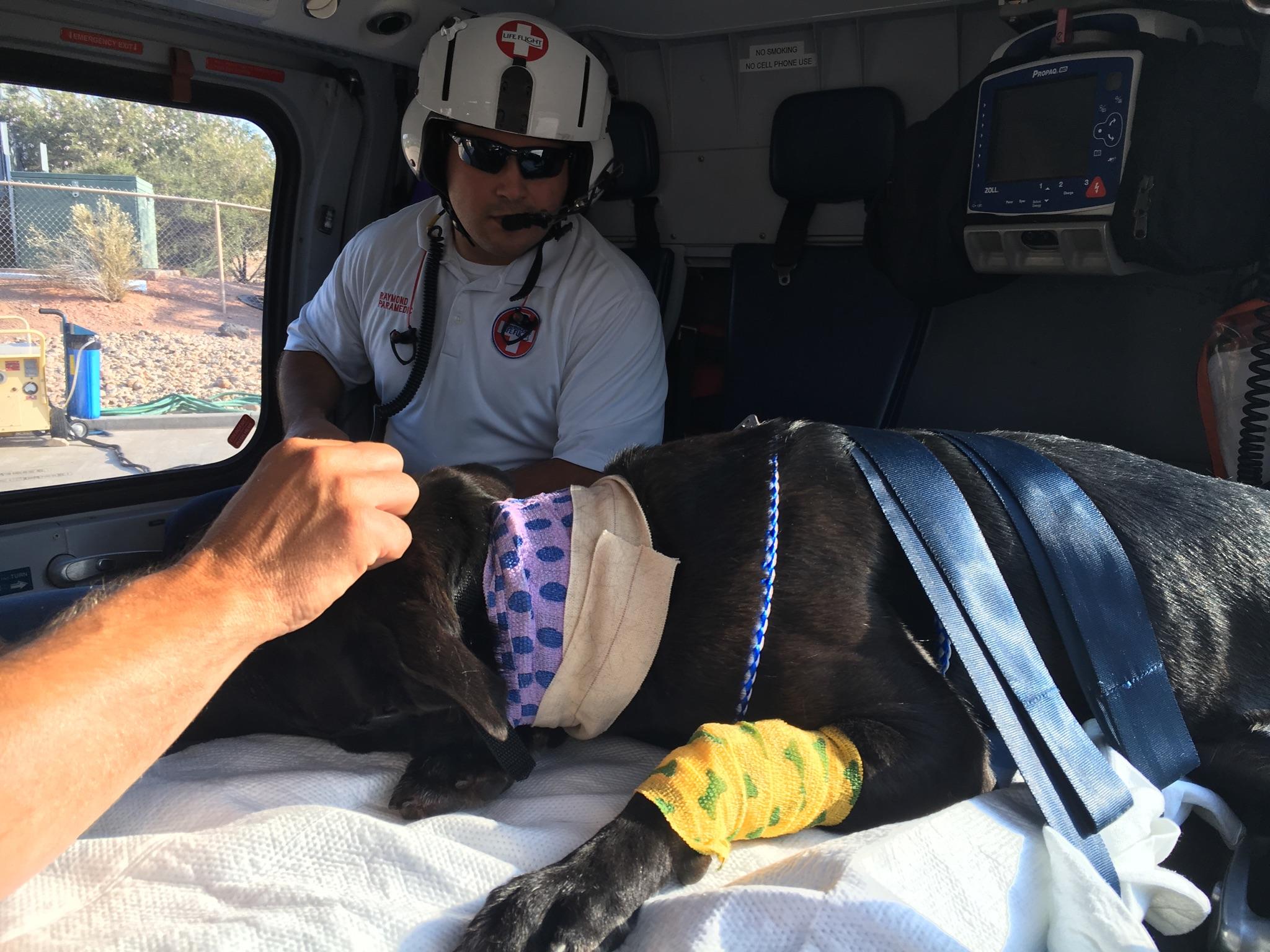 Police: K-9, gunman injured in southern Utah shootout