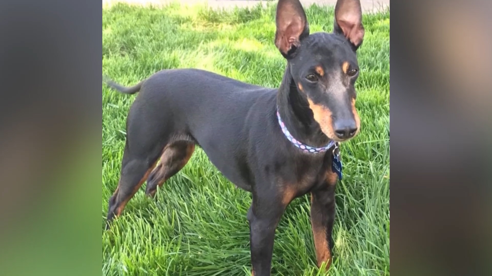 West Valley family hoping lost dog will be found