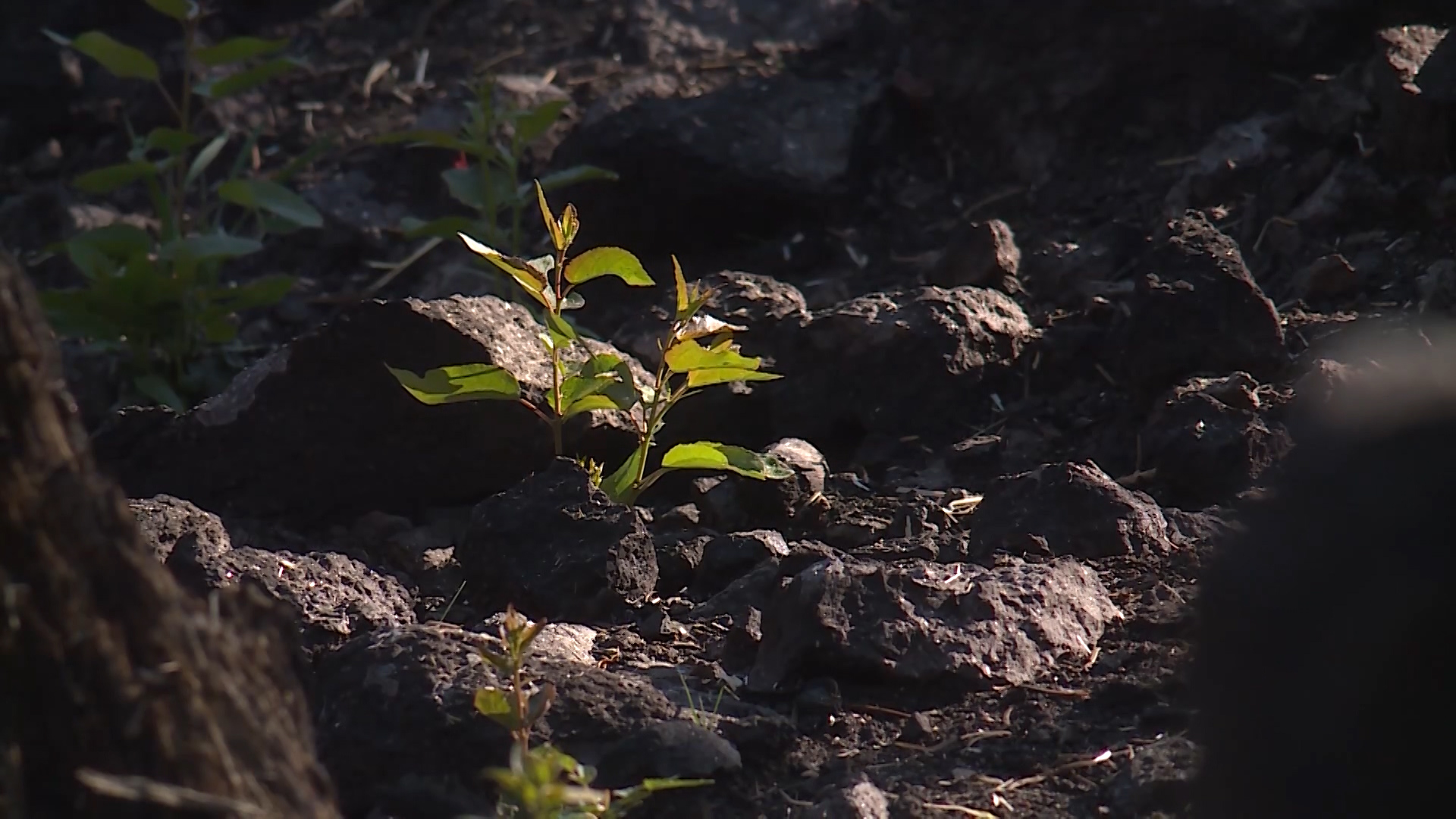 Months after devastating fire, Brian Head shows signs of new growth