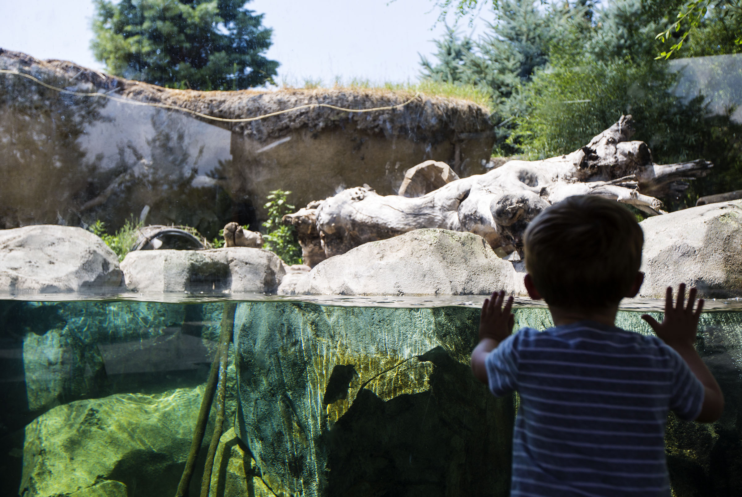 5 activities for your animal-loving family