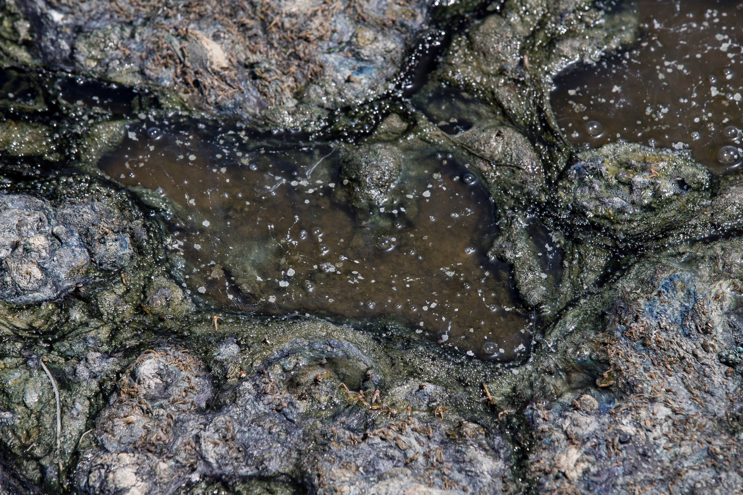 Utah logs 2 more algal bloom outbreaks