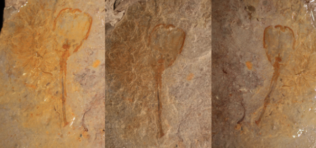 New prehistoric species discovered in Utah