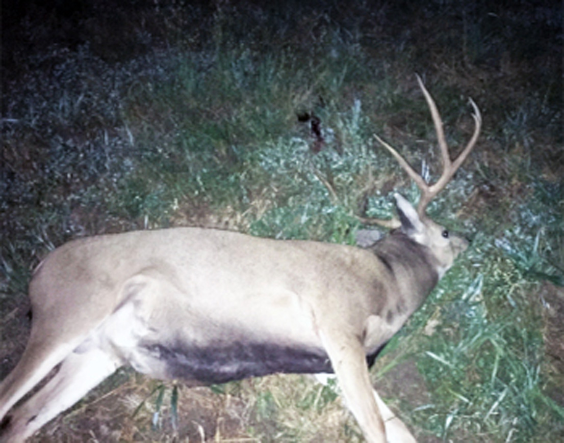 Price man could face charges in poaching case involving trophy buck deer, DWR says