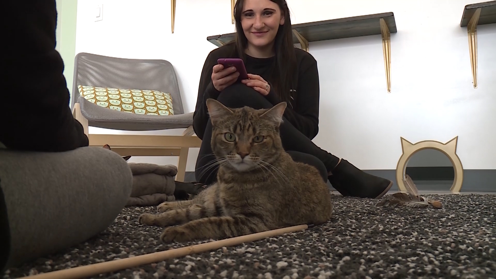 Cat Cafe lets customers drink, relax with felines