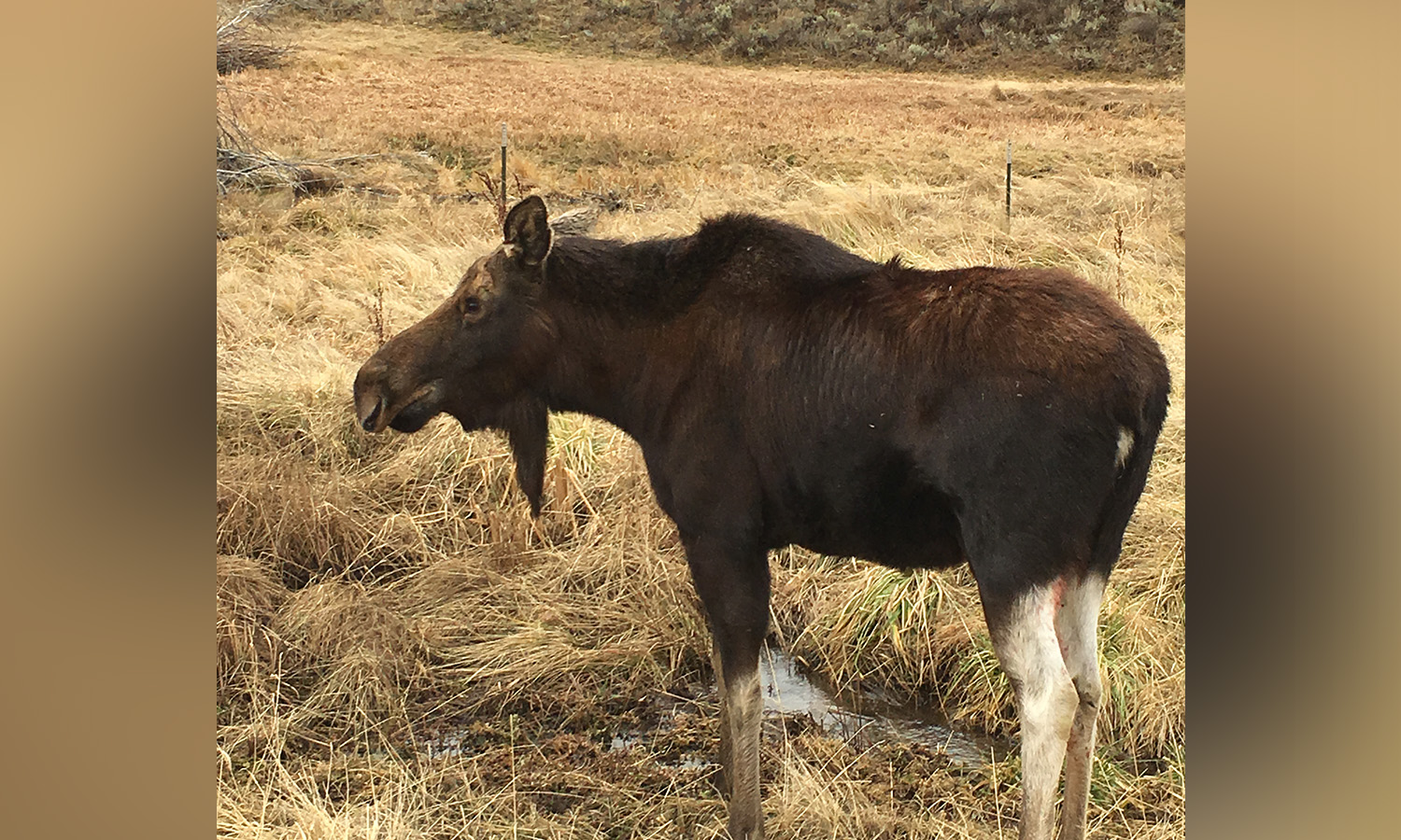 Moose caught near Smithfield elementary school