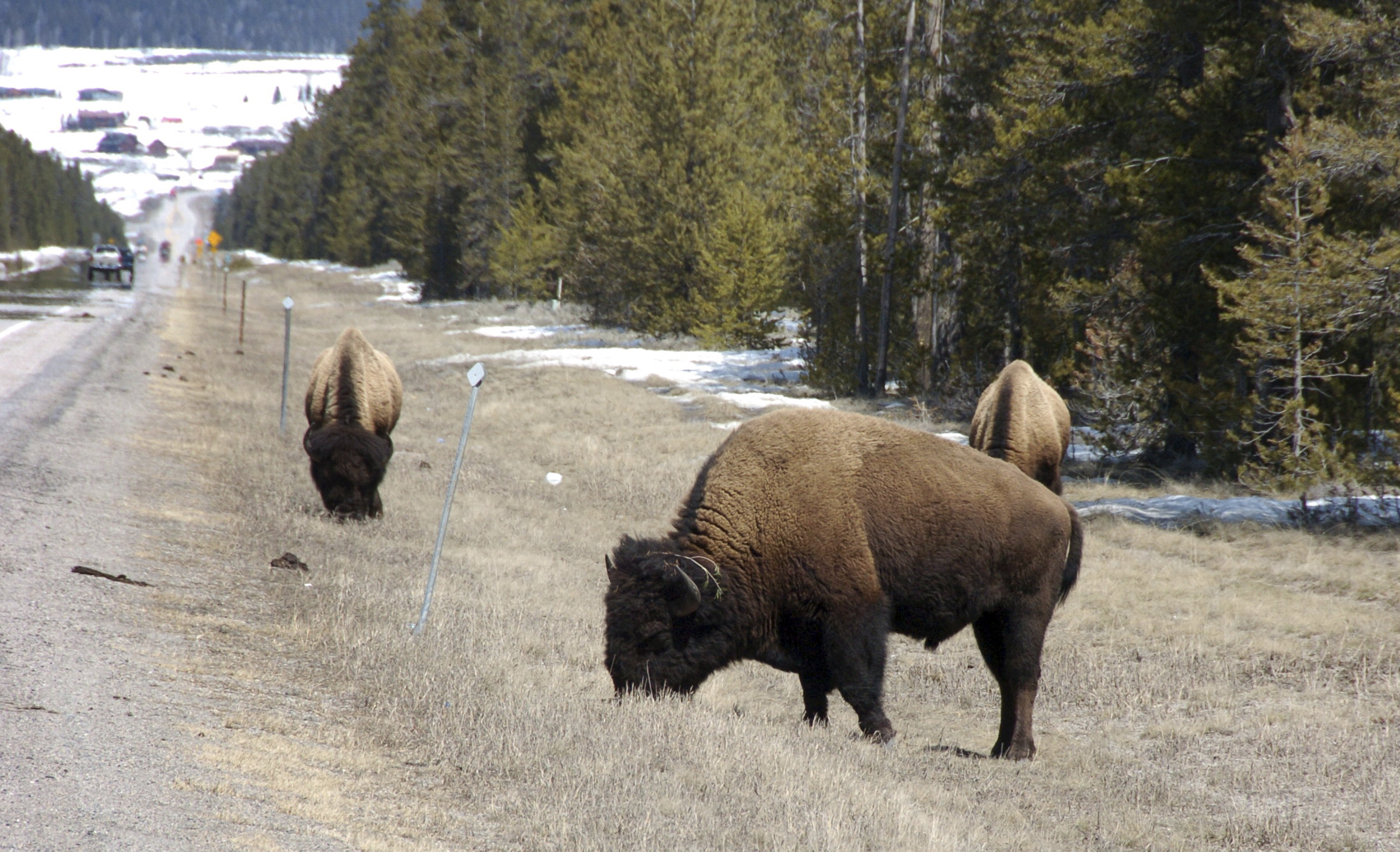 Officials plan to cull at least 600 Yellowstone bison