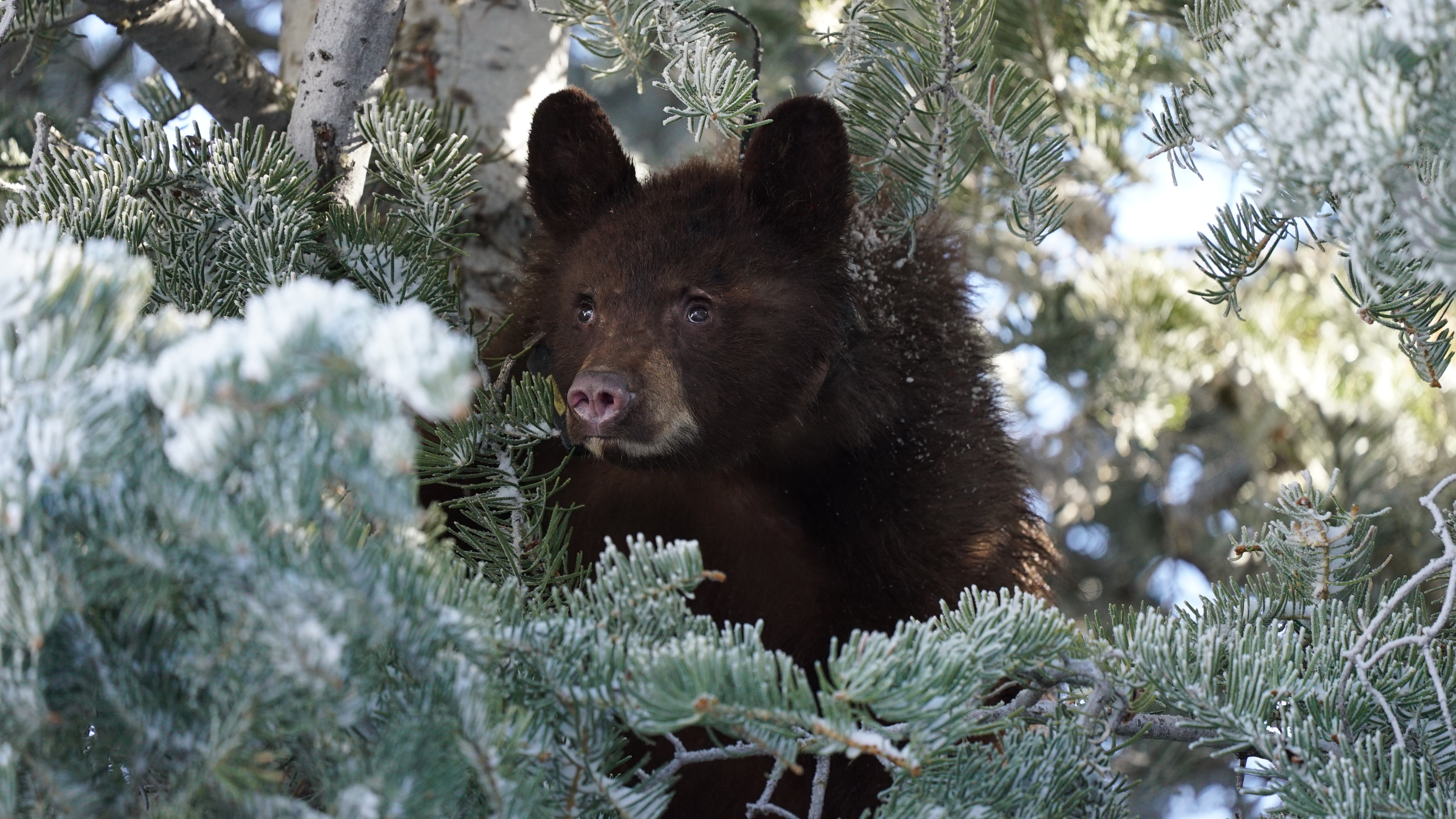 Orphaned bear cubs find their way back into the mountains, with a little help