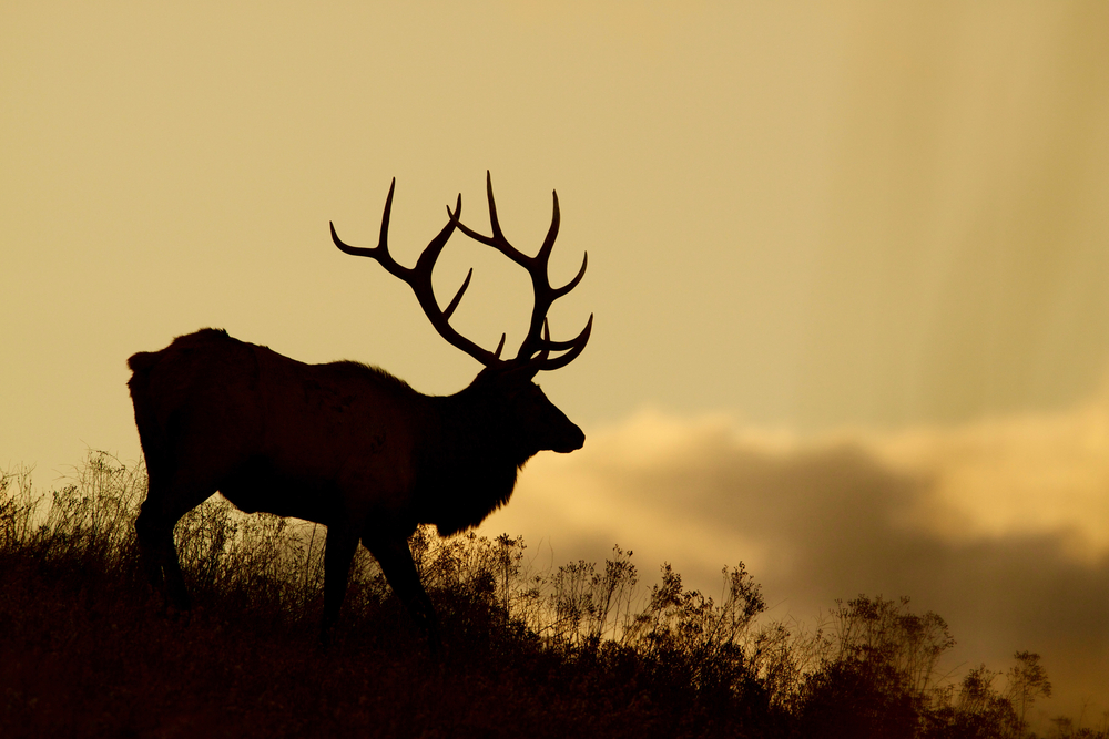 Nevada wildlife officials probing bull elk poaching case