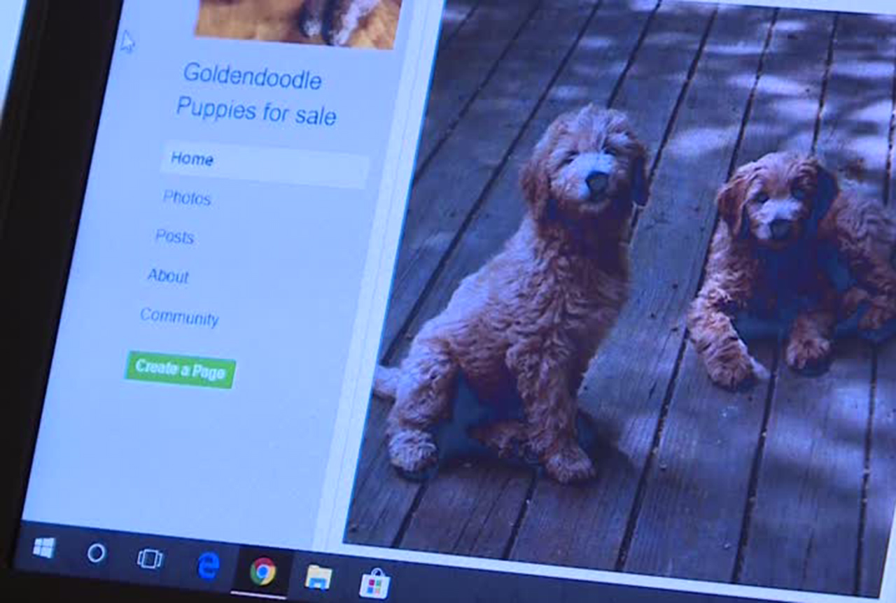 Dogs sold online may look friendly, but could be fake