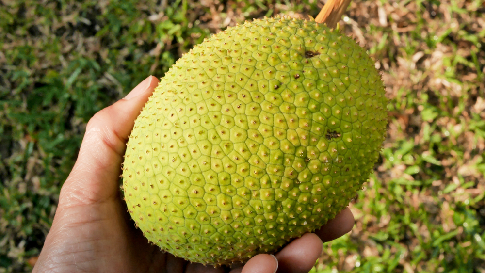 Utah woman injured by hard fruit thrown at Hawaii tour bus