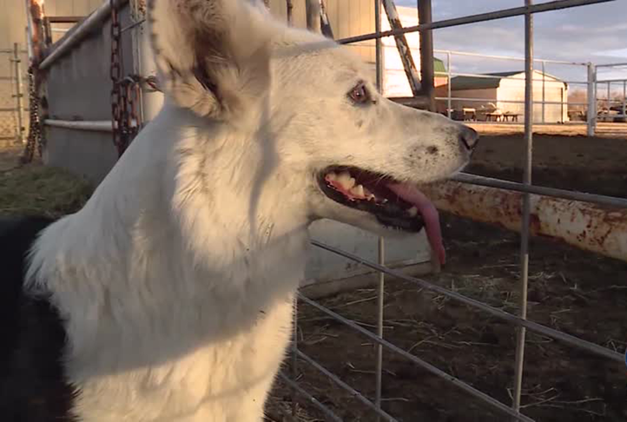 Price man learns missing dog taken by transient to Colorado