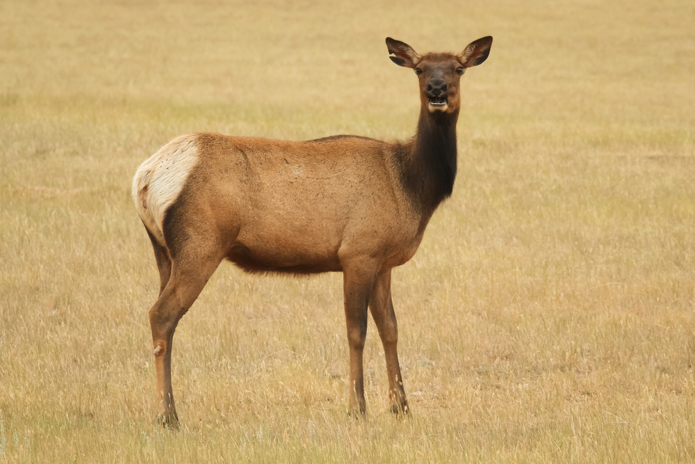 NPS, DWR investigating elk poaching case at Zion National Park