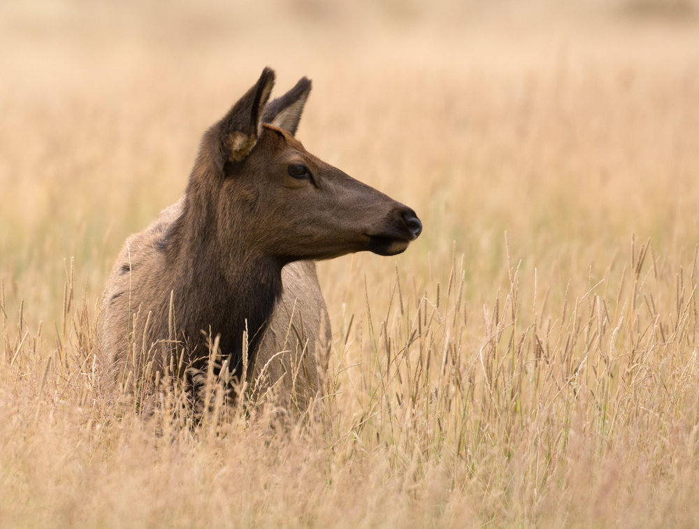Poacher kills pregnant elk in Zion during government closure