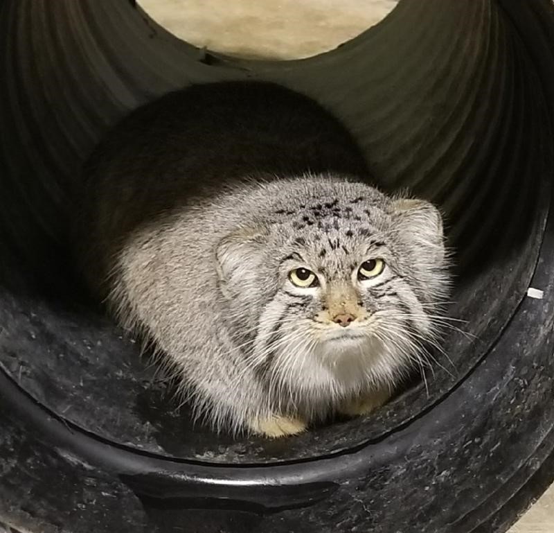 Escaped cat back in zoo enclosure