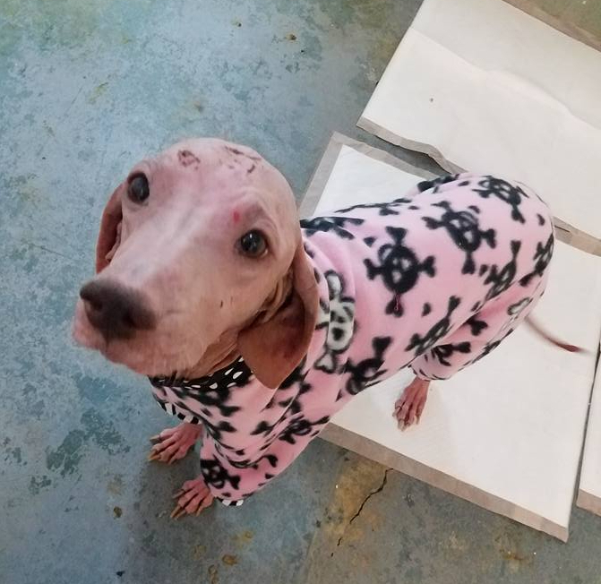 Dog rescued from Salt Flats making quick recovery, almost ready for adoption