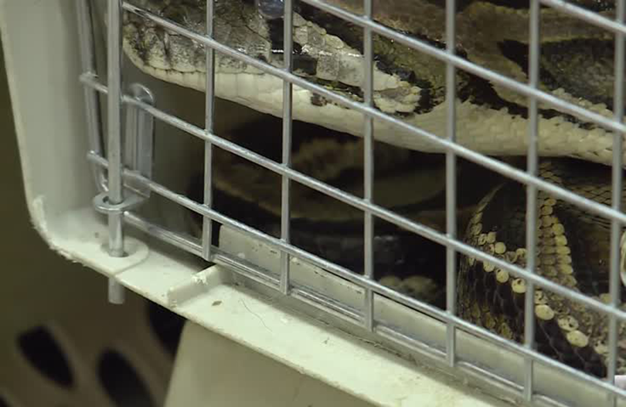 Reptile rescuer accused of animal cruelty denies abuse; 60 animals taken away