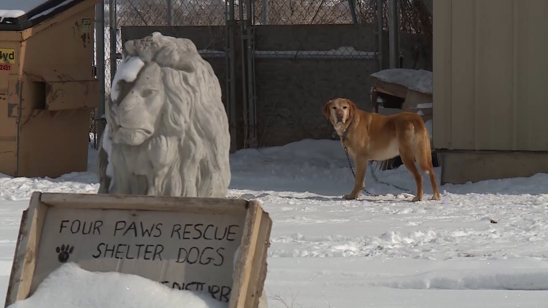 Former volunteers claim animal shelter hoarded, mistreated animals; Shelter president denies claims