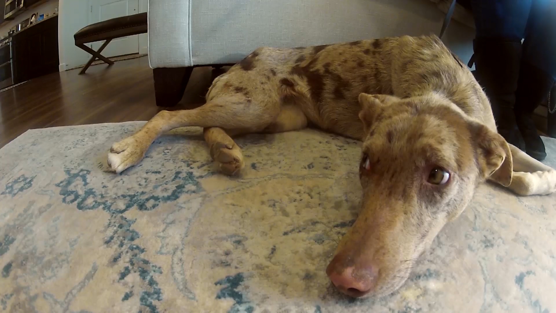Dog found shot along highway, needs surgery to amputate leg