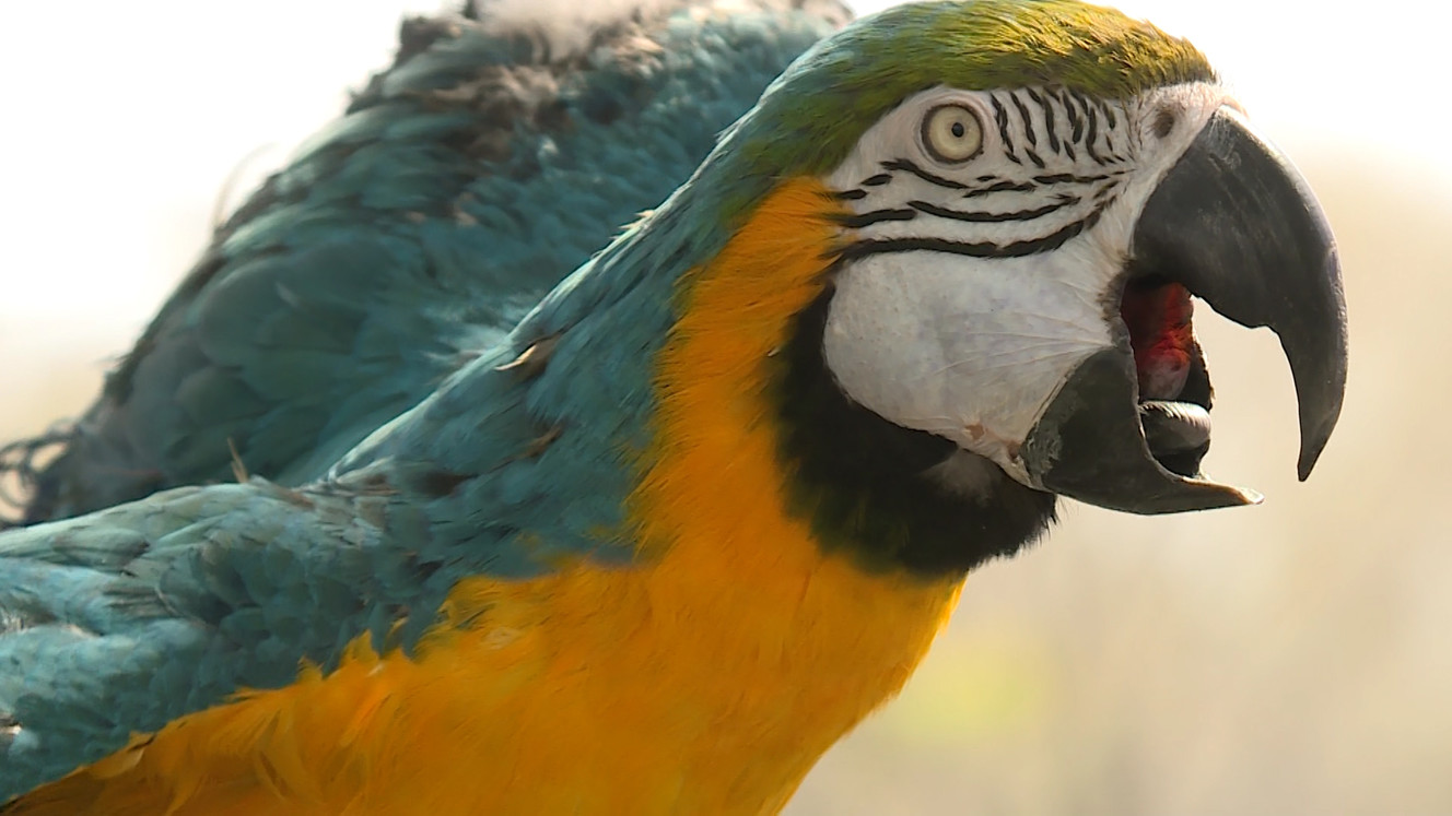 Overwhelmed local bird sanctuary seeks donations