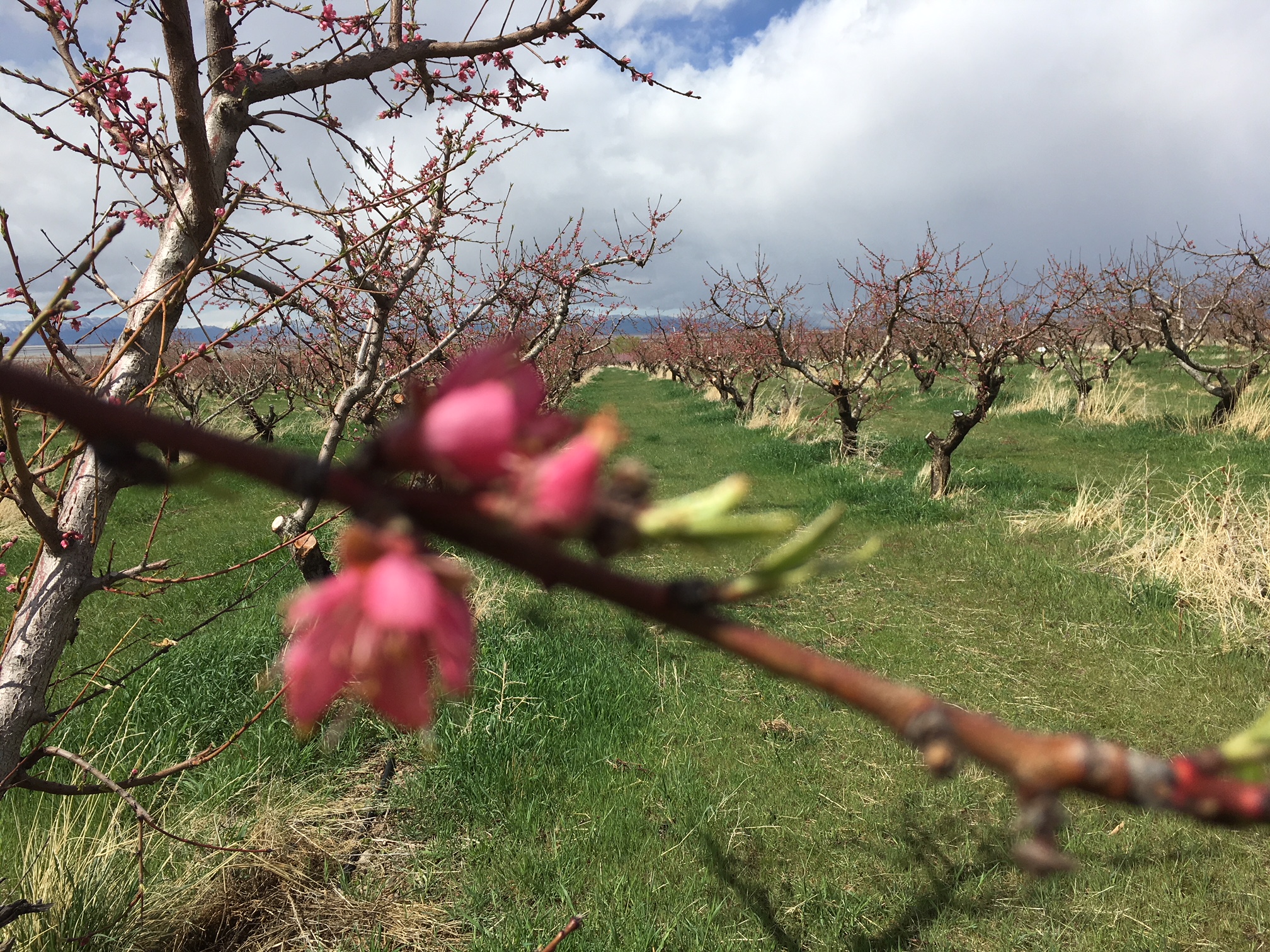 Spring storm threatens to damage Utah’s fruit crop