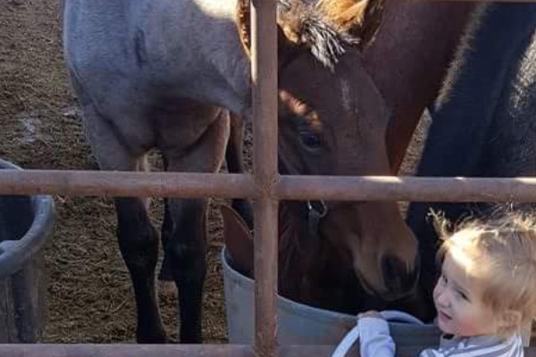 Reward offered to find out who tortured a 2-year-old filly, left her to die