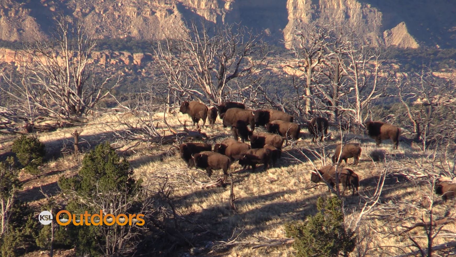 KSL Outdoors - Utah Field Guide: Henry Mountain Bison