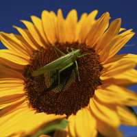 Remember the invasion of grasshoppers in southern Utah? Now there's an explanation