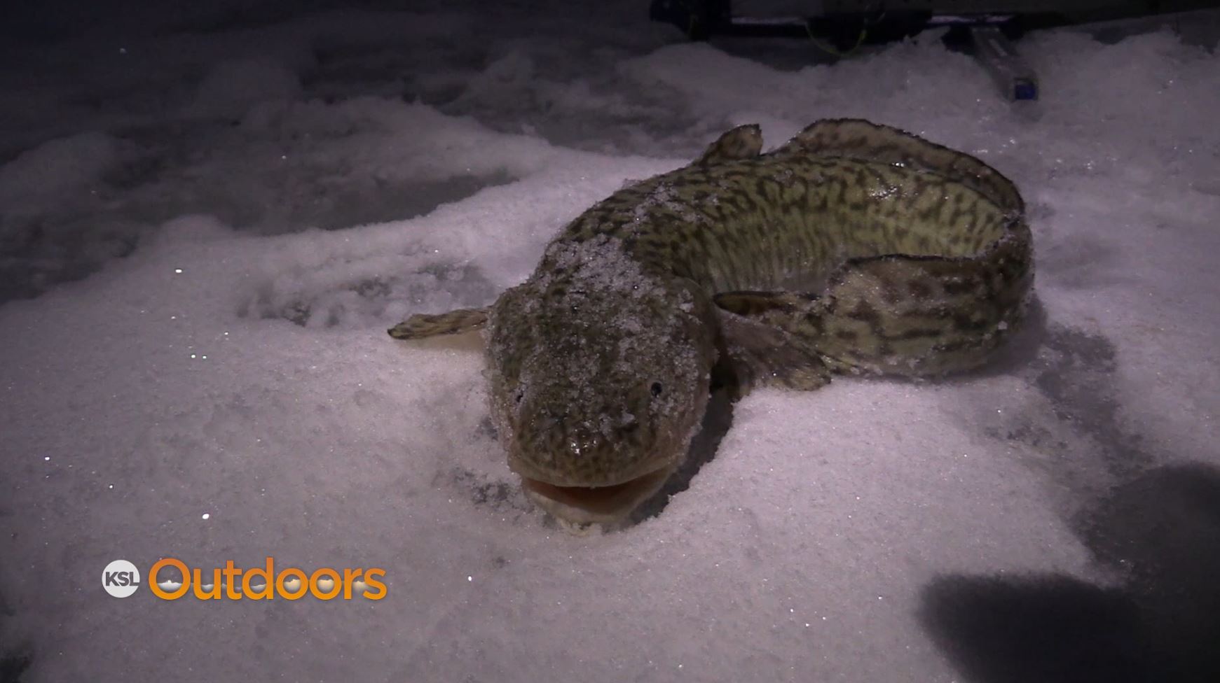 KSL Outdoors Early Ice Burbot Fishing at Flaming