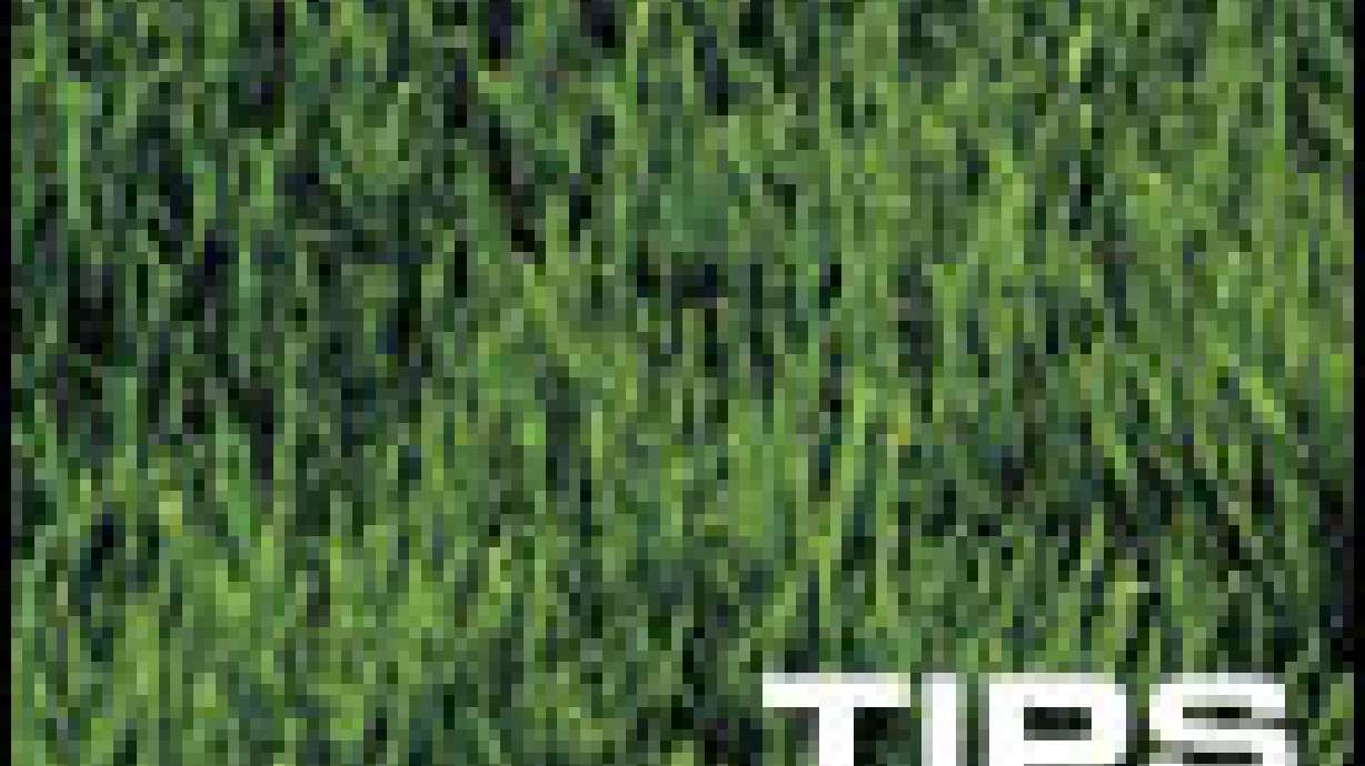 Does the lawn need to go?