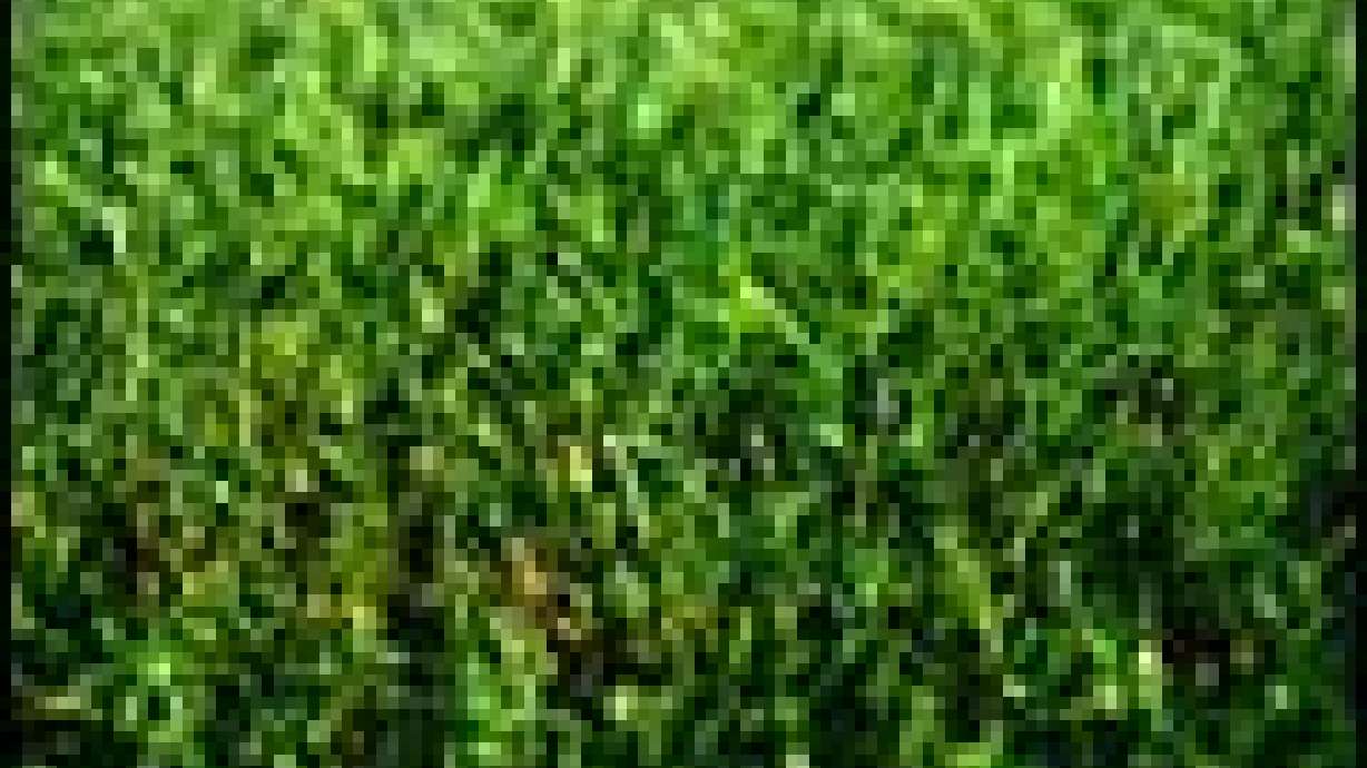 Innovative Ideas Keep Lawns Green