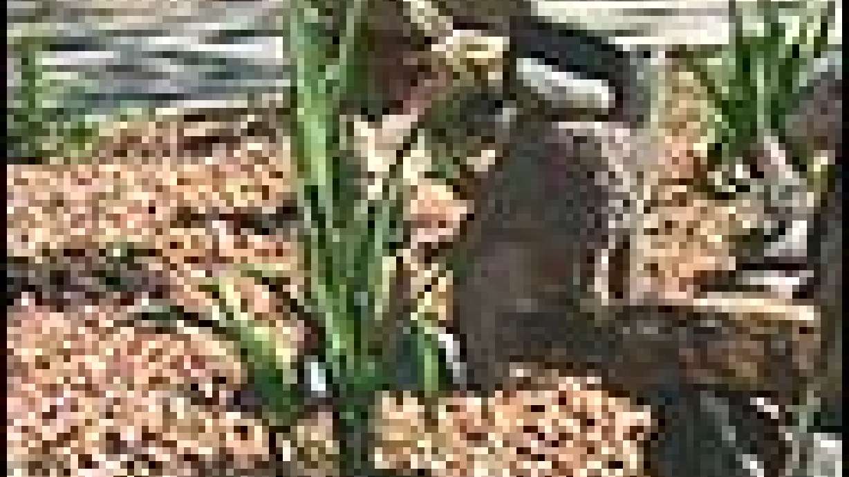 Group Encourages Planting Native