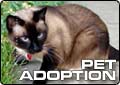 Pet Lovers Swarm Animal Shelter