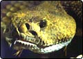 'Operation Slither' Yields Over 1000 Reptiles